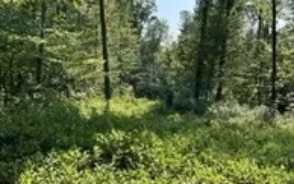 b9ac53decc9242fbd4624b5f7c8a8ad6l-m437643630rd-w1280_h960